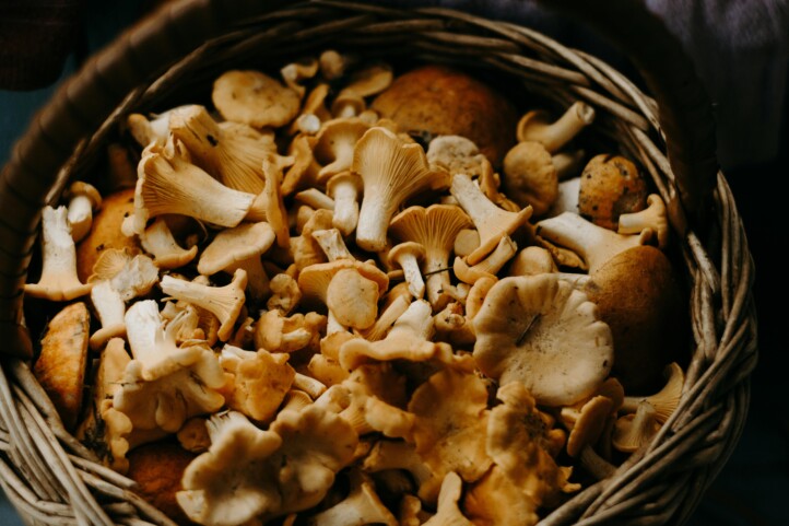 Mushroom