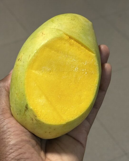 Mango Species In Nigeria