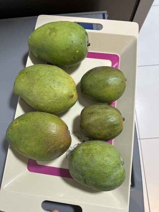 John Peter Mangoes and Julie mango